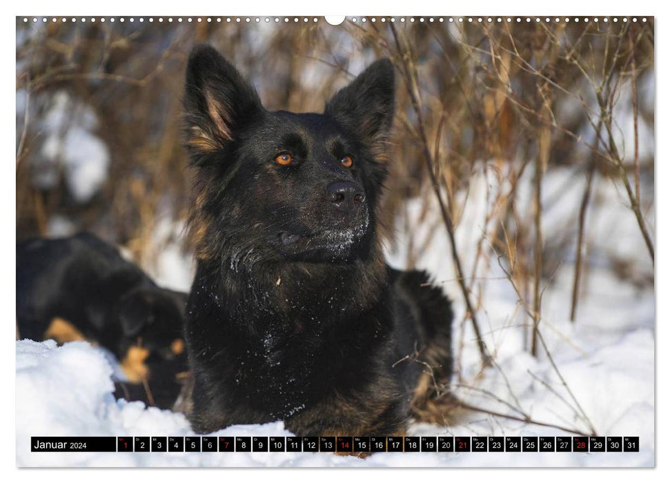 Old German Shepherd Dogs - Almost Forgotten (CALVENDO Premium Wall Calendar 2024) 