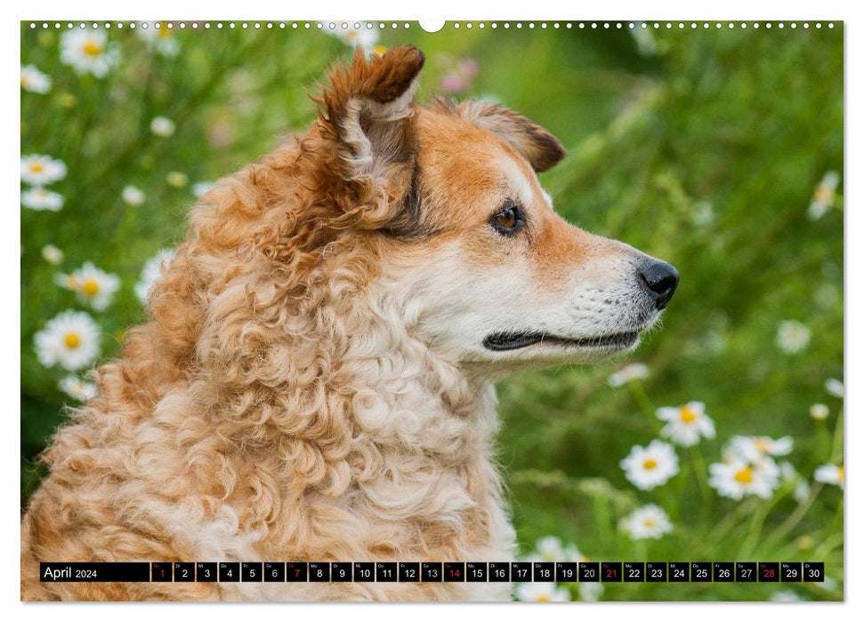 Old German Shepherd Dogs - Almost Forgotten (CALVENDO Premium Wall Calendar 2024) 