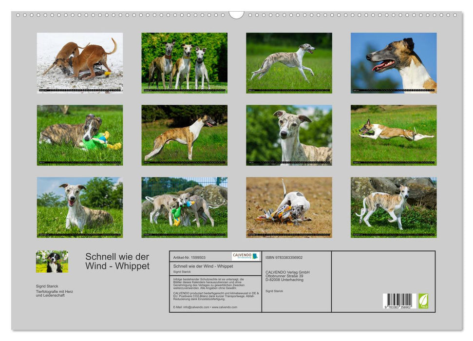 Schnell wie der Wind - Whippet (CALVENDO Wandkalender 2024)