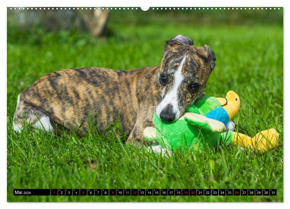 Schnell wie der Wind - Whippet (CALVENDO Wandkalender 2024)