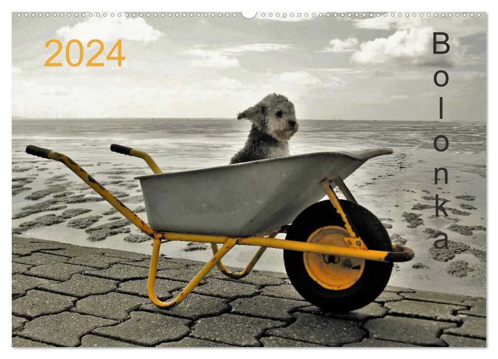 Bolonka 2024 (CALVENDO wall calendar 2024) 