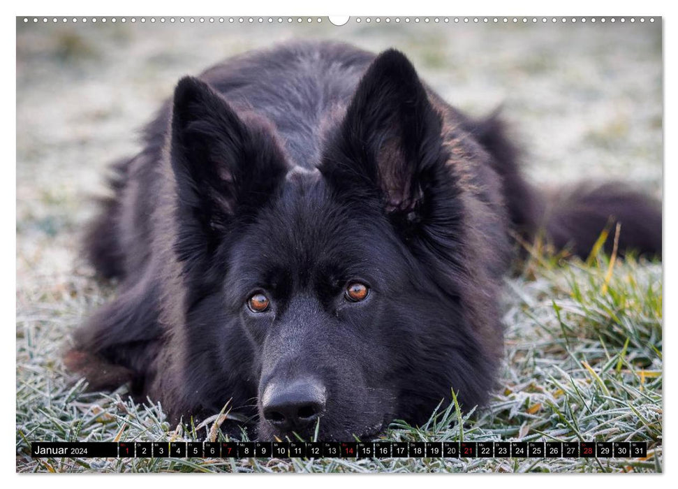 Schwarz ist schön! Der lackschwarze altdeutsche Schäferhund (CALVENDO Premium Wandkalender 2024)