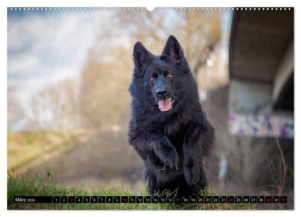 Schwarz ist schön! Der lackschwarze altdeutsche Schäferhund (CALVENDO Premium Wandkalender 2024)