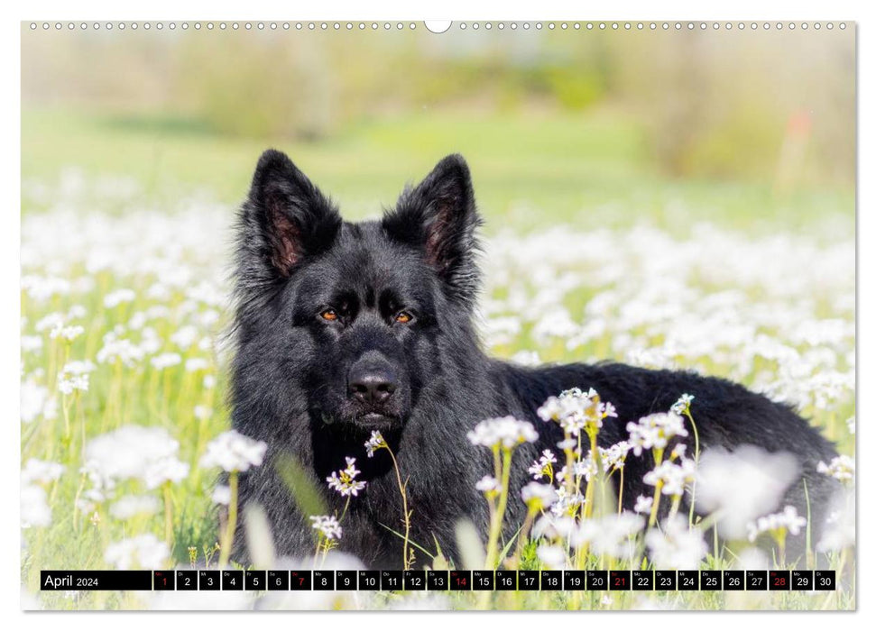 Schwarz ist schön! Der lackschwarze altdeutsche Schäferhund (CALVENDO Premium Wandkalender 2024)