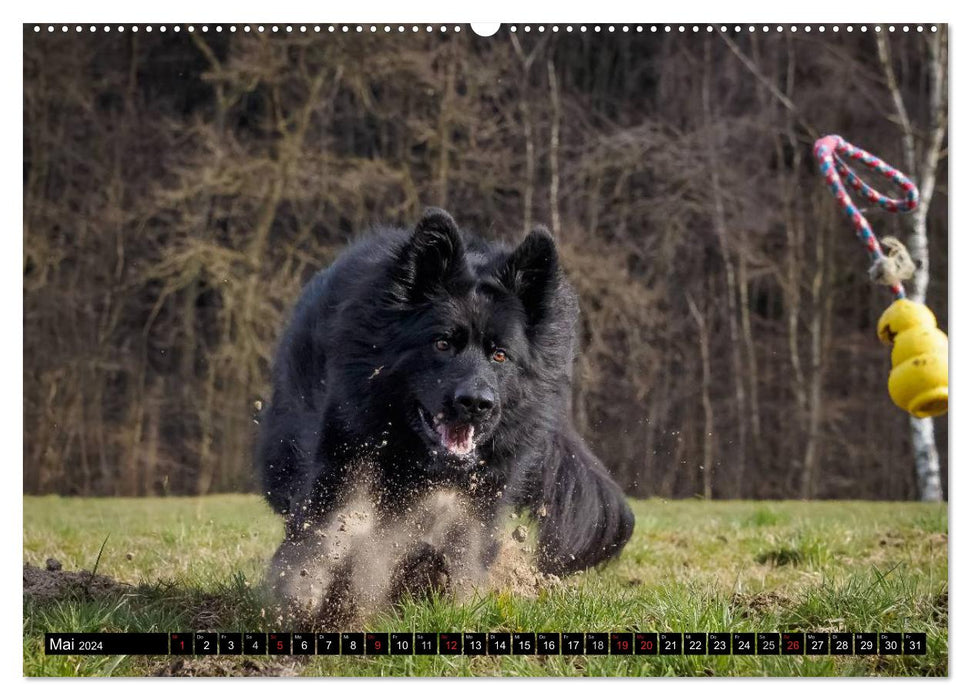 Schwarz ist schön! Der lackschwarze altdeutsche Schäferhund (CALVENDO Premium Wandkalender 2024)