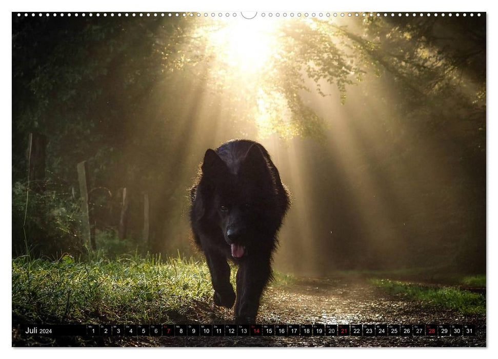 Schwarz ist schön! Der lackschwarze altdeutsche Schäferhund (CALVENDO Premium Wandkalender 2024)