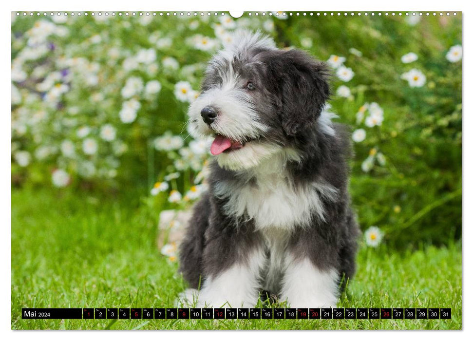 Liebenswerter Clown Bearded Collie (CALVENDO Premium Wandkalender 2024)