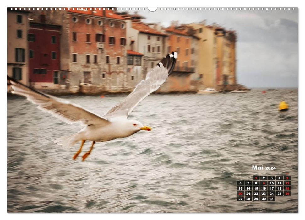 Wie ein Vogel in Rovinj! (CALVENDO Wandkalender 2024)