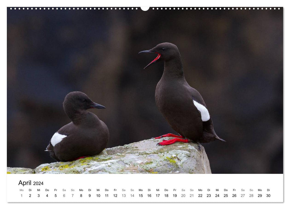 Vogelwelt und Landschaft der Färöer (CALVENDO Wandkalender 2024)