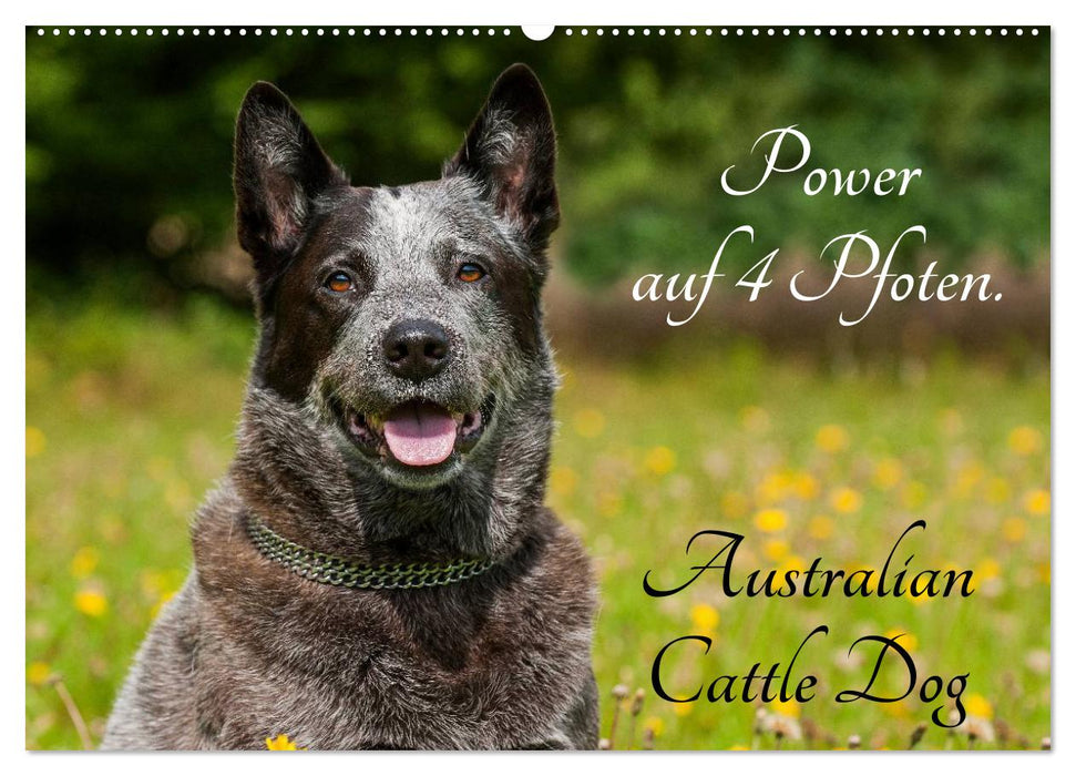 Power auf 4 Pfoten. Australian Cattle Dog (CALVENDO Wandkalender 2024)