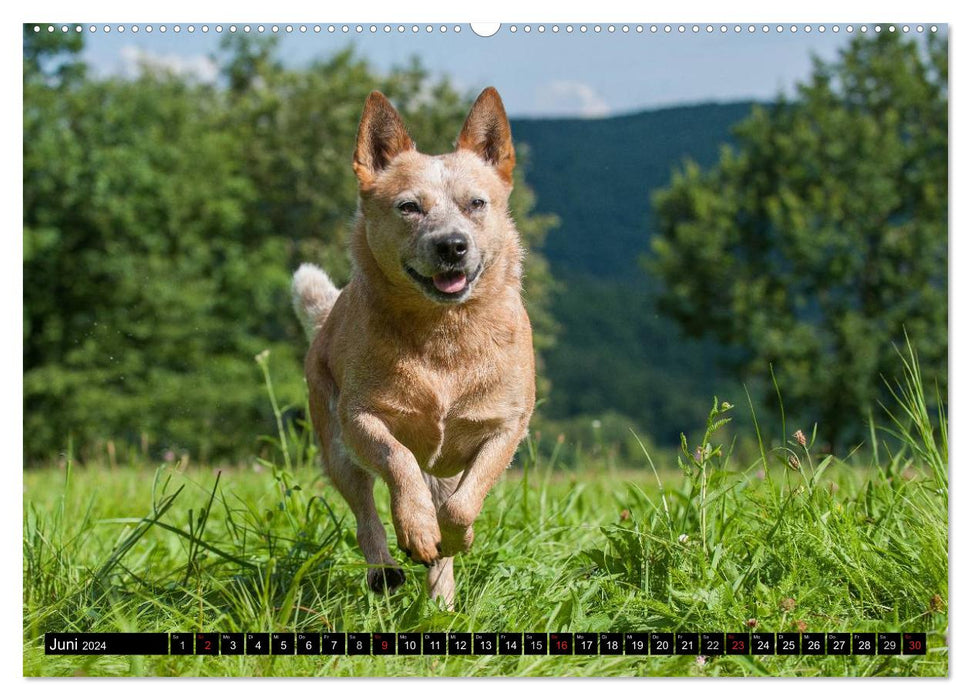 Power auf 4 Pfoten. Australian Cattle Dog (CALVENDO Wandkalender 2024)