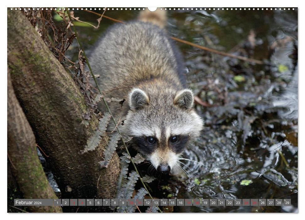 GEOclick learning calendar: Profiles of animals from distant countries: Florida/USA (CALVENDO Premium Wall Calendar 2024) 