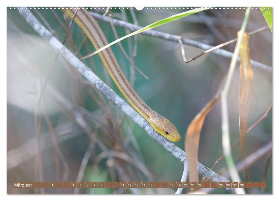 GEOclick learning calendar: Profiles of animals from distant countries: Florida/USA (CALVENDO Premium Wall Calendar 2024) 