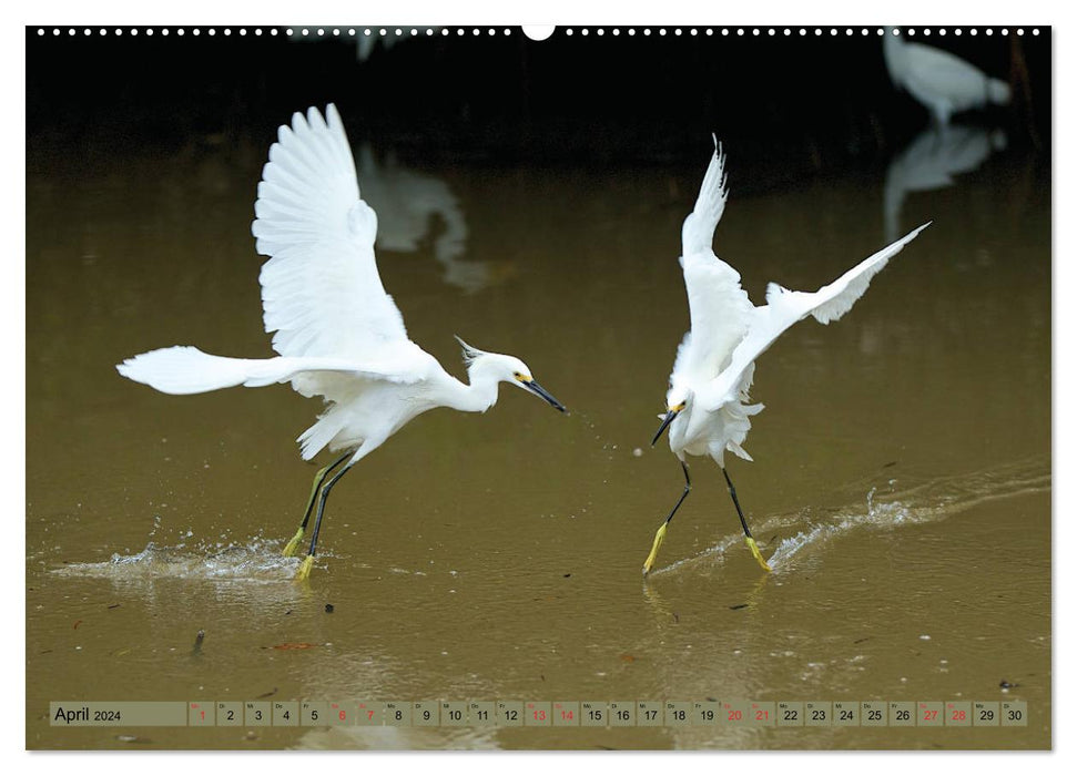 GEOclick learning calendar: Profiles of animals from distant countries: Florida/USA (CALVENDO Premium Wall Calendar 2024) 