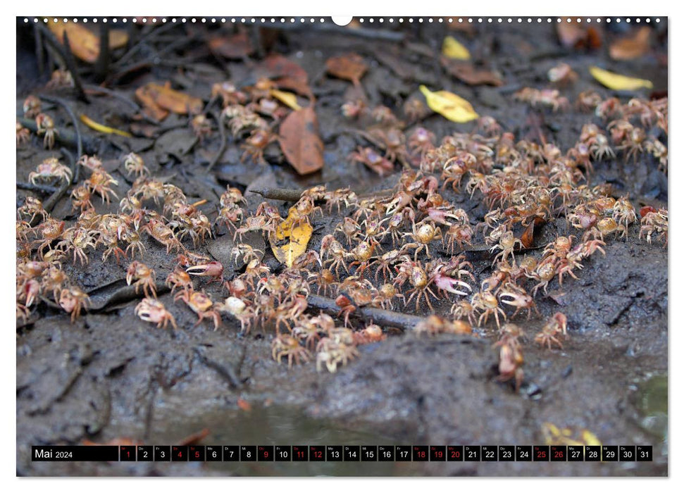 GEOclick learning calendar: Profiles of animals from distant countries: Florida/USA (CALVENDO Premium Wall Calendar 2024) 