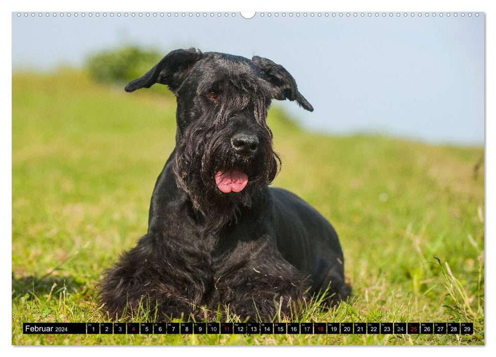 Loyal friend Giant Schnauzer (CALVENDO Premium Wall Calendar 2024) 