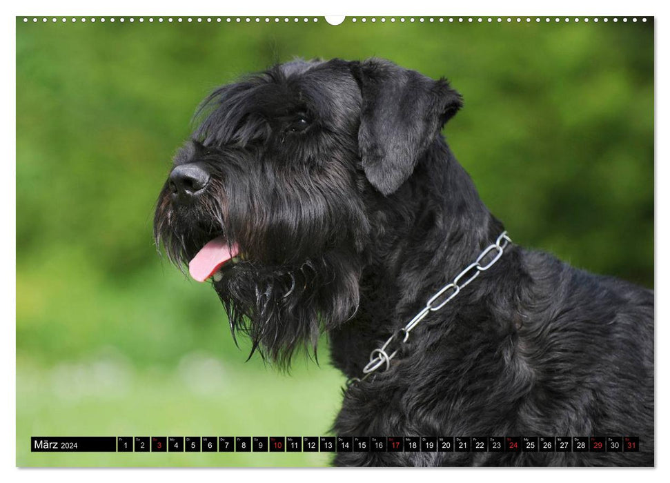 Loyal friend Giant Schnauzer (CALVENDO Premium Wall Calendar 2024) 