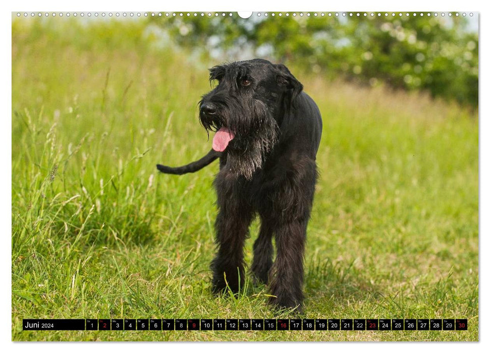 Loyal friend Giant Schnauzer (CALVENDO Premium Wall Calendar 2024) 