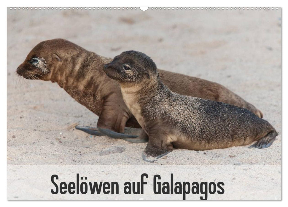 Sea lions on Galapagos (CALVENDO wall calendar 2024) 