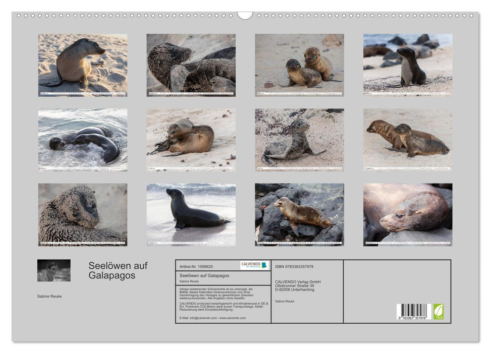Lions de mer aux Galapagos (Calendrier mural CALVENDO 2024) 