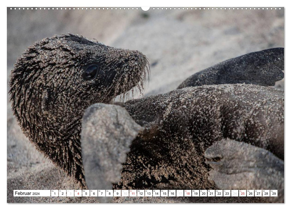 Lions de mer aux Galapagos (Calendrier mural CALVENDO 2024) 