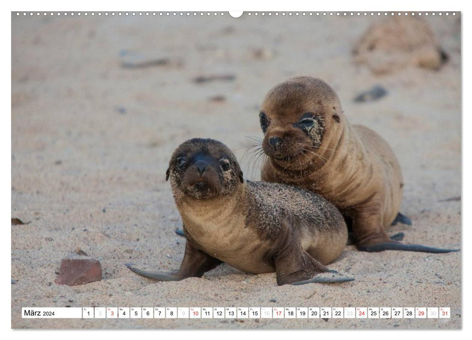 Lions de mer aux Galapagos (Calendrier mural CALVENDO 2024) 