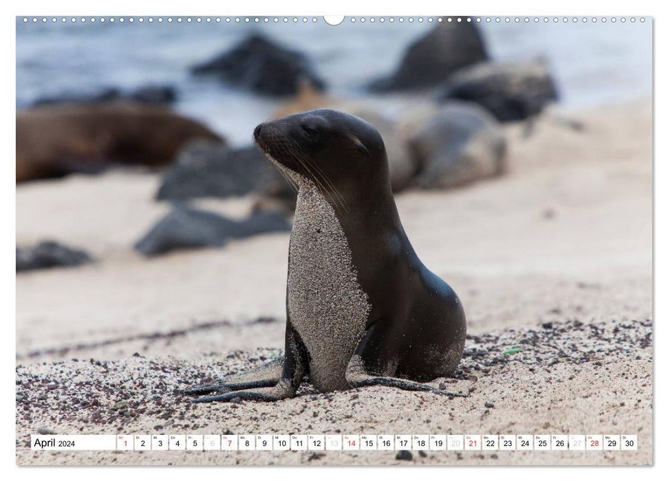 Lions de mer aux Galapagos (Calendrier mural CALVENDO 2024) 