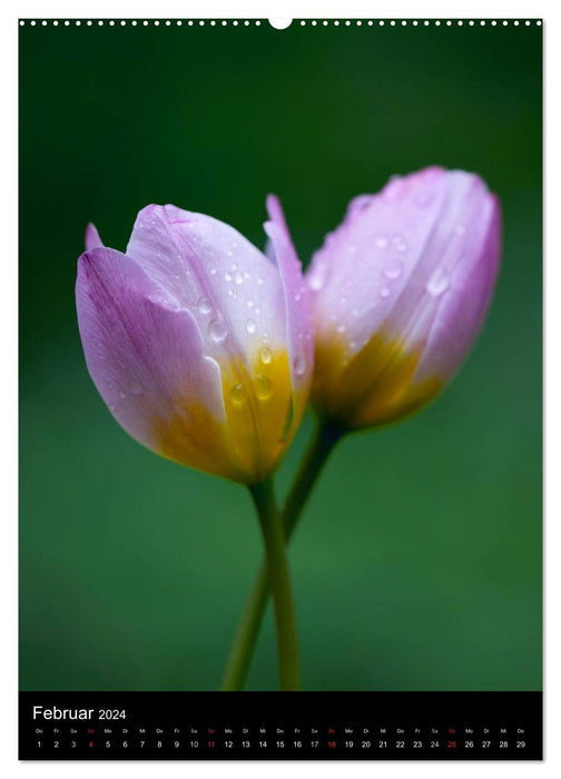 In the tulip kingdom (CALVENDO wall calendar 2024) 