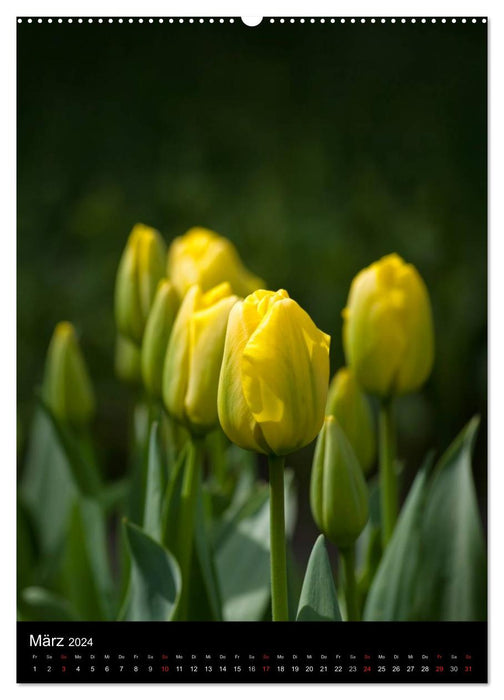 In the tulip kingdom (CALVENDO wall calendar 2024) 
