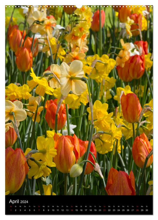 In the tulip kingdom (CALVENDO wall calendar 2024) 