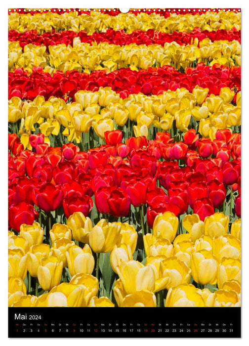 In the tulip kingdom (CALVENDO wall calendar 2024) 