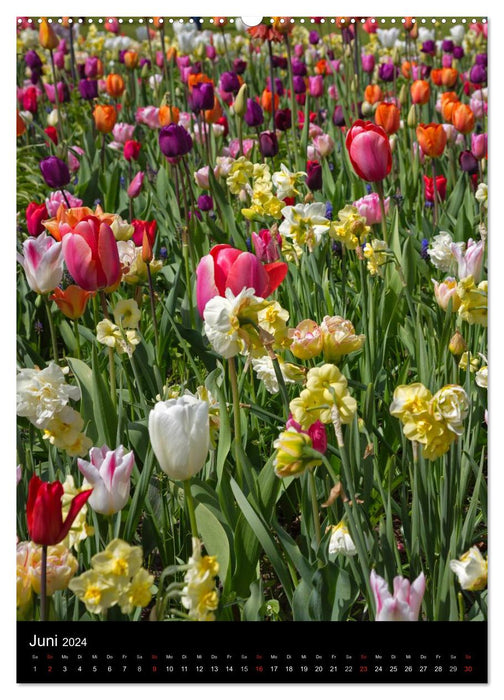 In the tulip kingdom (CALVENDO wall calendar 2024) 