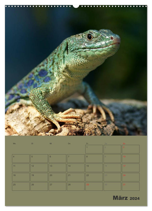 Minidrachen - Die kleinen Nachkommen der Urzeitmonster (CALVENDO Premium Wandkalender 2024)