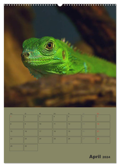 Minidrachen - Die kleinen Nachkommen der Urzeitmonster (CALVENDO Premium Wandkalender 2024)