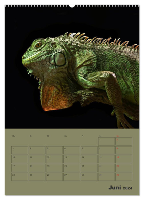 Minidrachen - Die kleinen Nachkommen der Urzeitmonster (CALVENDO Premium Wandkalender 2024)