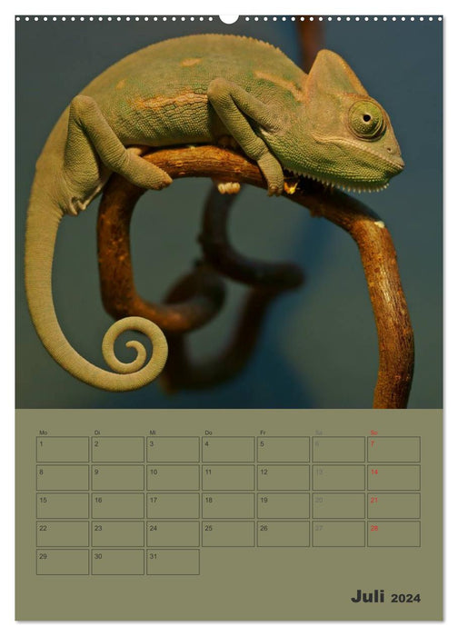 Minidrachen - Die kleinen Nachkommen der Urzeitmonster (CALVENDO Premium Wandkalender 2024)