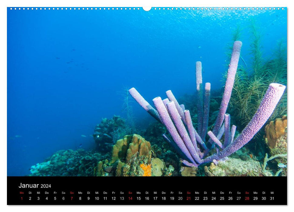 Abgetaucht - an den Küsten vor Curaçao (CALVENDO Wandkalender 2024)
