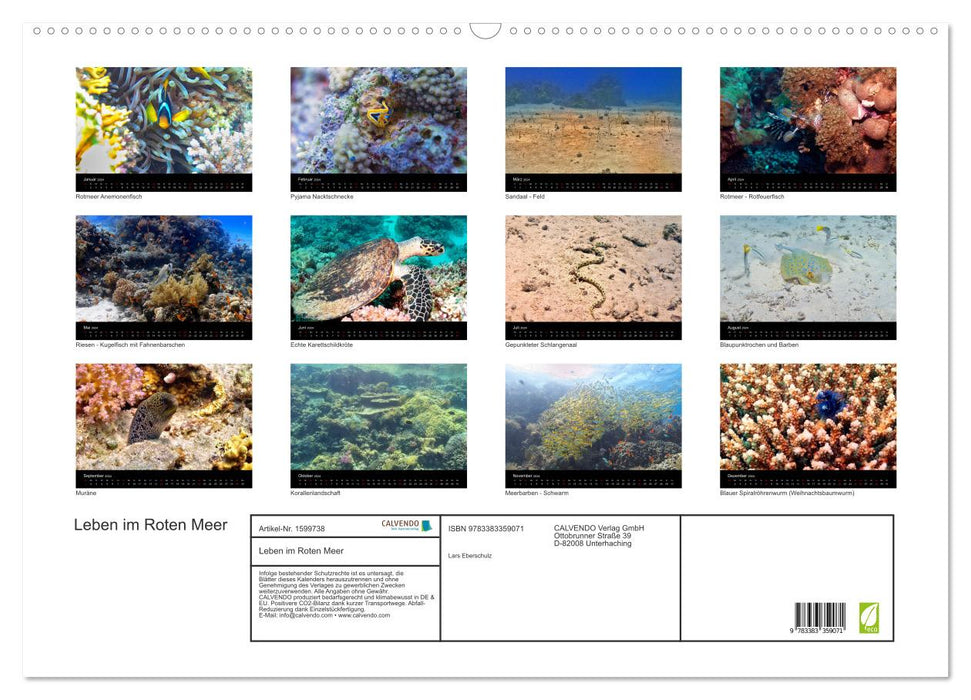 Life in the Red Sea (CALVENDO wall calendar 2024) 