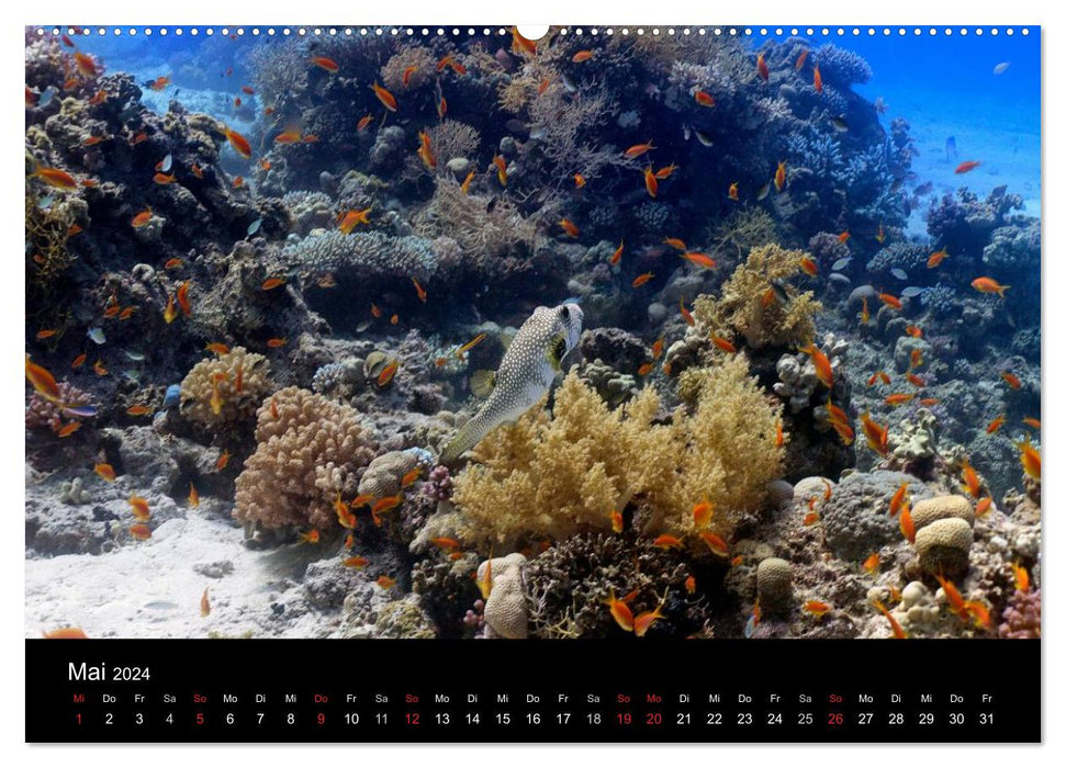 Life in the Red Sea (CALVENDO wall calendar 2024) 