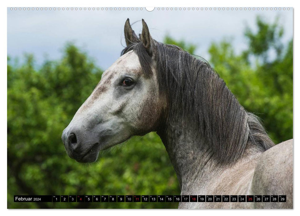 Traumpferd Lipizzaner (CALVENDO Wandkalender 2024)