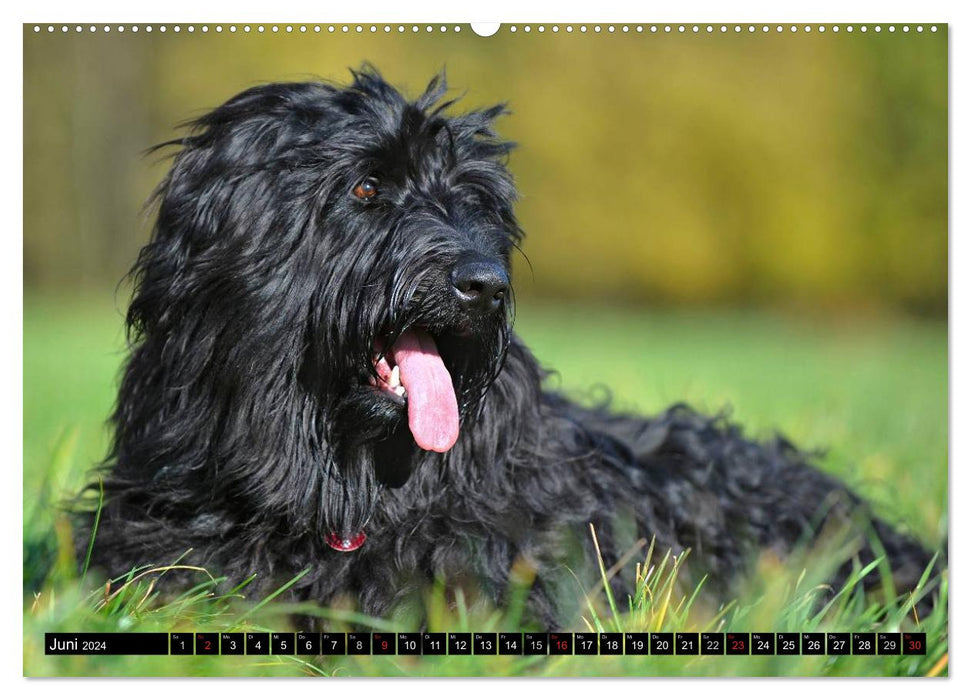 Altdeutsche Hütehunde - Fast vergessen (CALVENDO Wandkalender 2024)