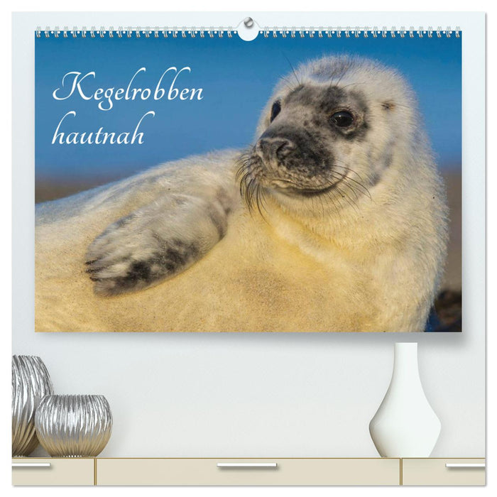 Kegelrobben hautnah (CALVENDO Premium Wandkalender 2024)