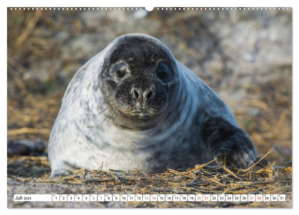 Kegelrobben hautnah (CALVENDO Premium Wandkalender 2024)