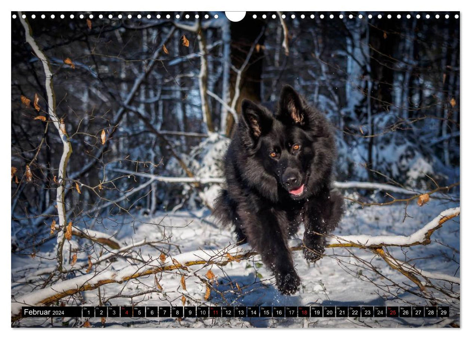 Schwarz ist schön! Der lackschwarze altdeutsche Schäferhund (CALVENDO Wandkalender 2024)