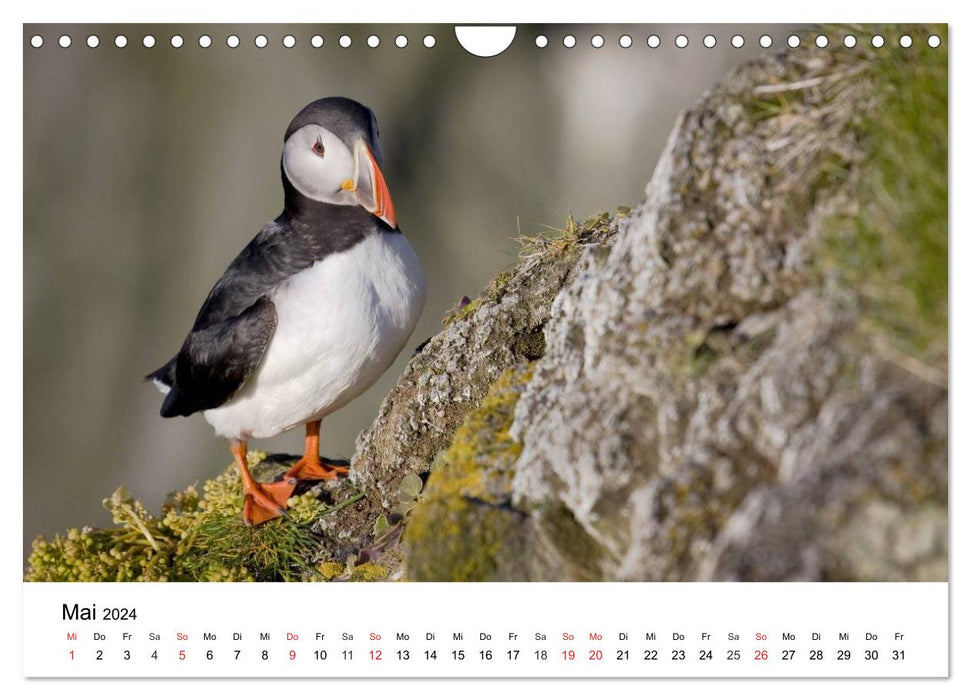 Puffin: Puffin - Lundi - Fratercula arctica (CALVENDO wall calendar 2024) 