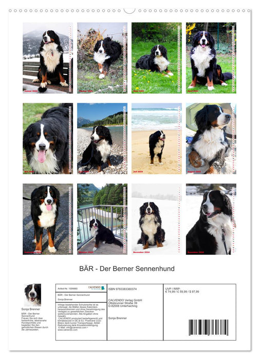 BÄR - Der Berner Sennenhund (CALVENDO Premium Wandkalender 2024)