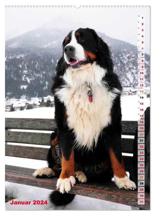 BÄR - Der Berner Sennenhund (CALVENDO Premium Wandkalender 2024)