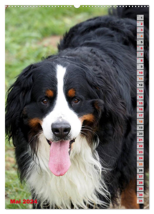 BÄR - Der Berner Sennenhund (CALVENDO Premium Wandkalender 2024)