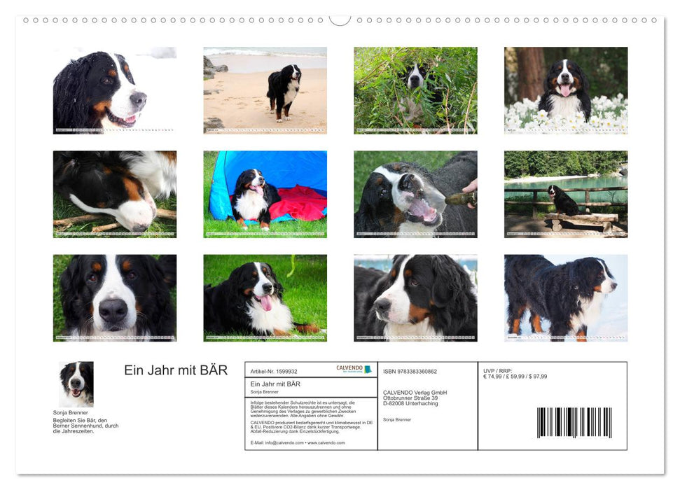 Ein Jahr mit BÄR. Begleiten Sie Bär, den Berner Sennenhund, durch die Jahreszeiten. (CALVENDO Premium Wandkalender 2024)