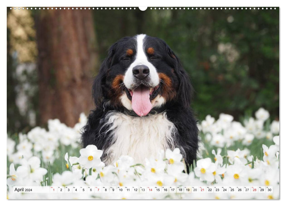 Ein Jahr mit BÄR. Begleiten Sie Bär, den Berner Sennenhund, durch die Jahreszeiten. (CALVENDO Premium Wandkalender 2024)